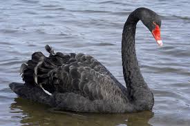 When a Black Swan Comes - Second Line of Defense